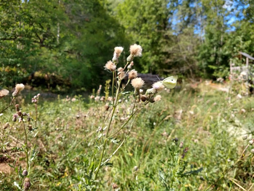 IMG_20180805_142402780_HDR