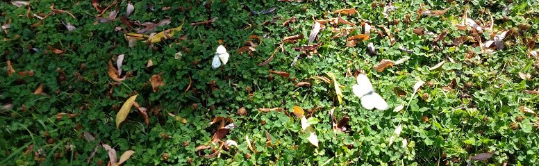 IMG_20180805_142528110_BURST000_COVER (2)